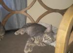 Little Guy - Domestic Kitten For Sale - 