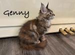 Genny - Maine Coon Kitten For Sale - Nashville, TN, US