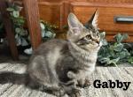 Gabby - Maine Coon Kitten For Sale - Nashville, TN, US