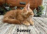 Gunner - Maine Coon Kitten For Sale - Nashville, TN, US