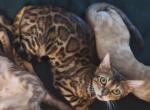 Bailey - Bengal Kitten For Sale - Front Royal, VA, US