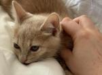 Lancelot - Domestic Kitten For Adoption - Briones, CA, US