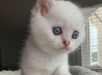 Justin - Scottish Straight Kitten For Sale - 