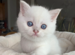 Joseph - Scottish Straight Kitten For Sale - 