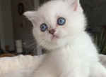 Jasmine - Scottish Straight Kitten For Sale - 