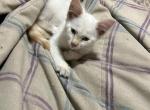 Siamese cats seal point and flame point - Siamese Kitten For Sale - Wagener, SC, US