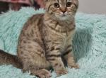 Dolce - British Shorthair Kitten For Sale - Grand Rapids, MI, US