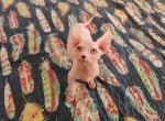 Dory Danny - Sphynx Kitten For Sale - Emmett, ID, US