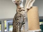 Zeus - Savannah Kitten For Adoption - CA, US