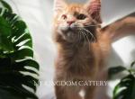 Rex Last red male - Maine Coon Kitten For Sale - NY, US