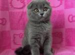 Scottish fold fema1e - Scottish Fold Kitten For Sale - Chicago, IL, US