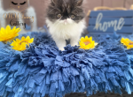 Coco&Louie - Persian Kitten For Sale - 