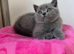 Tom Scottish straight ma1e - Scottish Straight Kitten For Sale - 