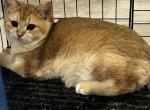 Queen Elizabeth - British Shorthair Kitten For Sale - 