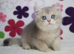 Pooh British Shorthair male - British Shorthair Kitten For Sale - Seattle, WA, US