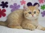 Nika British Shorthair female - British Shorthair Kitten For Sale - Seattle, WA, US