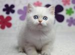 Nala British Shorthair female - British Shorthair Kitten For Sale - Seattle, WA, US