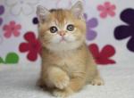 Opra British Shorthair female - British Shorthair Kitten For Sale - Seattle, WA, US