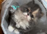 Calico - Persian Kitten For Sale - Brandon, MS, US