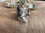 Sparky - Scottish Fold Kitten For Sale - 