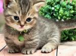 Portland Simba Munchkin Kitten - Munchkin Kitten For Sale - Portland, OR, US