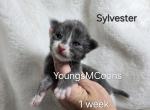 Shooting Star - Maine Coon Kitten For Sale - 