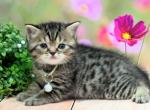 Portland Sparky Scottish Straight Kitten - Scottish Straight Kitten For Sale - Portland, OR, US