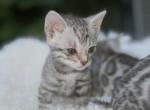 Flower SILVER KITTENS - Bengal Kitten For Sale - Brewster, NY, US