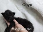 Onyx - Maine Coon Kitten For Sale - 