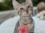 Moonlight  BLUE BENGAL - Bengal Kitten For Sale - 