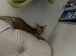 Mika - Abyssinian Kitten For Sale - 