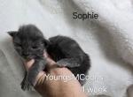 Sophie - Maine Coon Kitten For Sale - 