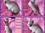 Asia blue point female kitten - Siamese Kitten For Sale - 