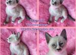 Asia blue point litter - Siamese Kitten For Sale - 