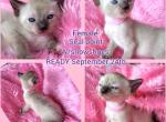 Mocha Snowshoe litter - Snowshoe Kitten For Sale - 