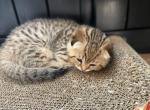 Harper - Scottish Fold Kitten For Sale - Naperville, IL, US