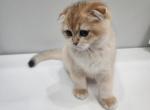 Mango - Scottish Fold Kitten For Sale - Naperville, IL, US