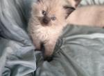 Siamese Himalayan - Siamese Kitten For Sale - Billings, MT, US