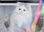 Meeko - Persian Kitten For Sale - Boiling Springs, PA, US