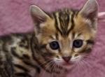 Kitties - Bengal Kitten For Sale - Denver, CO, US