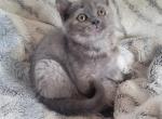 Lily - Scottish Straight Kitten For Sale - Berlin, NJ, US