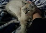 Wisp seal lynx - Ragdoll Kitten For Sale - 