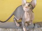 Denis - Sphynx Kitten For Sale - 