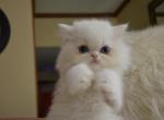 Himalayan Kittens - Himalayan Kitten For Sale - 