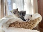 Cream Puff - Colorpoint Shorthair Kitten For Sale - 