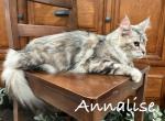 Annalise - Maine Coon Cat For Sale - Nashville, TN, US