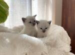 Snowball - Siamese Kitten For Sale - Toms Brook, VA, US