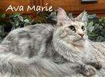 Ava Marie - Maine Coon Cat For Sale - Nashville, TN, US