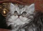 Alfred - Scottish Straight Kitten For Sale - North Richland Hills, TX, US