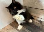 Black and White Male - Persian Kitten For Sale - 